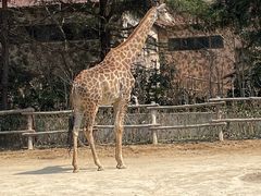 -上海野生动物园