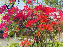 -攀枝花公园