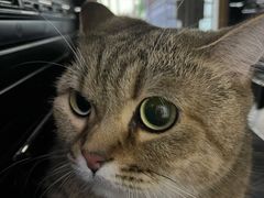 -达爱动物医院·犬猫分区·CT·复杂眼科(远洋山水分院)