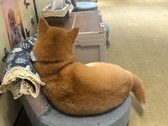 -逗柴咖啡屋·狗咖猫咖宠物桌游