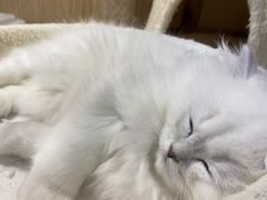 -屋虎猫馆(宝安大仟里店)