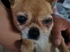 -顺强宠物诊所·狂犬免疫·夜诊·骨科(嘉定店)