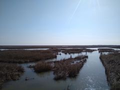 -盐城丹顶鹤湿地生态旅游区
