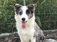 -宠福鑫康馨动物医院·骨科·眼科