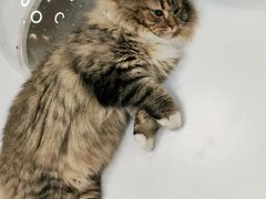 -COLOR PETS 撸猫馆·购猫·猫咖(长风大悦城店)