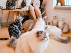 -有喵·猫咖·狗咖·30几只猫10只小狗(岗厦店)