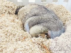 -怪兽屋·羊驼·猫咖·狗咖(俊华广场店)