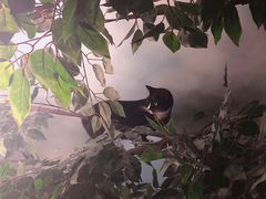 -猫猫幼稚园·撸猫·桌游·电玩