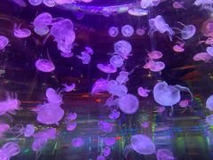 -石家庄海洋公园