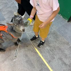 -神奇动物撸宠馆·羊驼·小浣熊·异宠(豫园店)