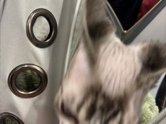 -宠物星动物医院·眼科·异宠·猫科(江南大道总院)