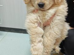 -东莞宠友24H宠物中心医院·转诊夜诊·异宠(新河北路院)