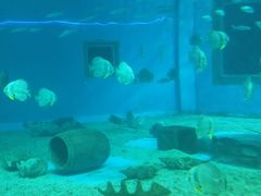 -北戴河圣蓝海洋公园