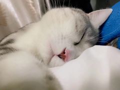-屋虎猫馆(宝安大仟里店)