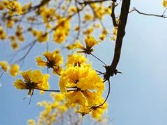 -观澜湖旅游度假区