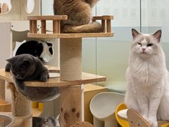 -有喵·猫咖·狗咖·30几只猫10只小狗(岗厦店)