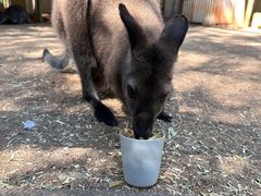 -费瑟代尔野生动物园