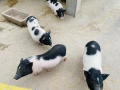 -金稼园·金平湖农家菜