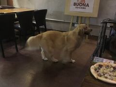 -百好乐宠物友好餐厅(朝外大街店)