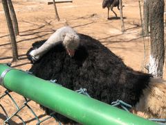 -大连铭湖国际观光牧场