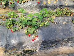 -喜杨洋草莓采摘园