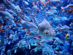 -成都浩海立方海洋公园