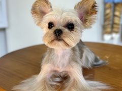 -熊小胖宠物生活馆(天华园店)