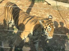 -泉州海丝野生动物世界