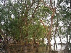 -宝安西湾红树林湿地公园