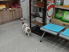 -四月宠物医院·猫专科·心脏专科·内科(转塘店)