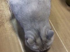 -乐派堂宠物医院·猫友好· 心脏科(东街店)