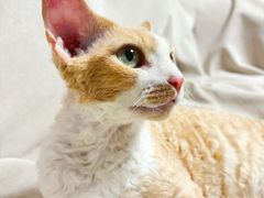 -PETKIT 小佩宠物·德文赛凯猫舍