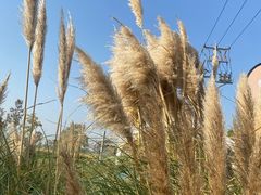 -嘉北郊野公园