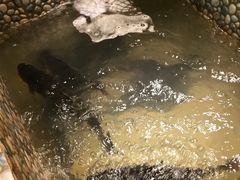 -蜀留香石锅鱼(六顺街店)
