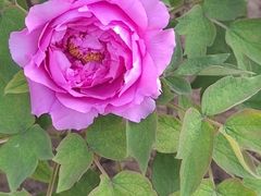 -国家植物园南园