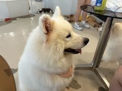 -共舞时光猫咖·狗咖(新街口店)