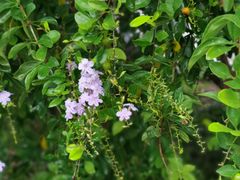 -华侨城湿地公园