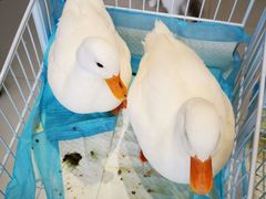 -怪兽屋·羊驼·猫咖·狗咖(俊华广场店)