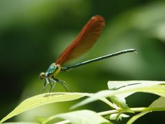 -碓臼峪自然风景区