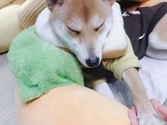 -逗柴咖啡屋·狗咖猫咖宠物桌游