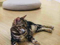 -猫和宫(六道口店)