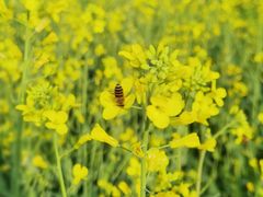 -光明小镇欢乐田园