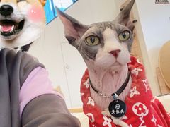 -啵啵喵·猫咖(攀华国际店)