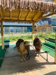 -萌宠亲子动物乐园(槐房万达店)