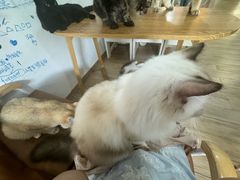 -李小姐の猫咖啡馆(五角场店)