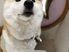 -柴务处·柴犬主题狗咖