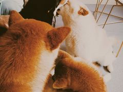 -喜柴咖啡·柴犬狗咖