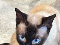 -有猫儿腻咖啡厅.猫咖