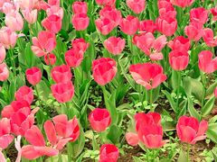 -洛阳郁金香牡丹园