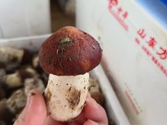 -岳各庄批发市场(西四环中路店)